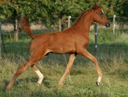 SA Hylaia